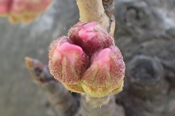 春先の多摩川土手の桜の蕾