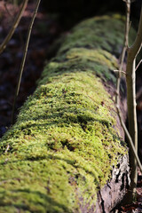 Bright green moss on decaying log in forest woodland