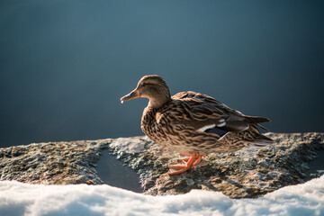 Duck with blue background