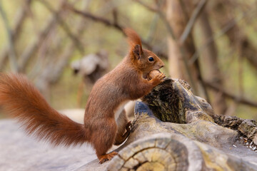 European red squirrel holding a nut in its paws