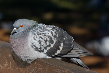 Close up one wild pigeon bird lying on a park bench 