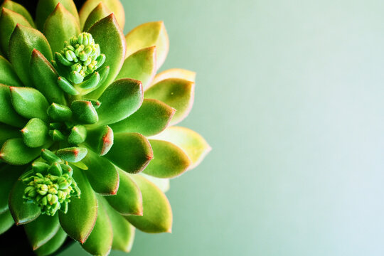Macro close-up of echiveria plant with copy space