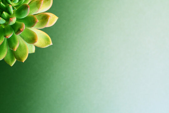 Macro close-up of echiveria plant with copy space