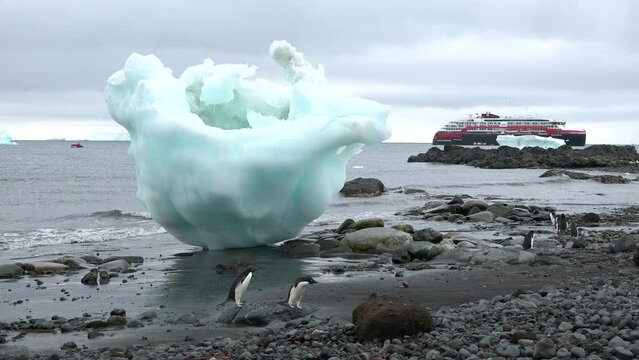 A Family of Penguins on the Shores of the Antarctic Peninsula. Couple Flapping Wings in Close-up. Antarctica Polar Winter Landscape. Behavior Of Wild Animals Adelie Penguins.