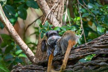 Obraz premium emperor tamarin