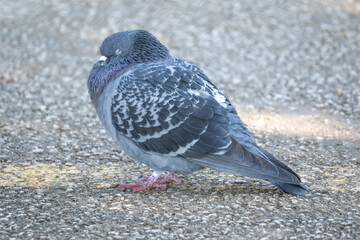 Beautiful one pigeon sleeping on the sidewalk 