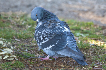 Beautiful one pigeon cleans his feathers 