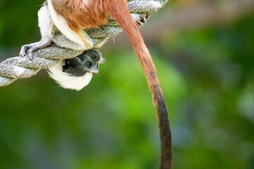 cotton-top tamarin