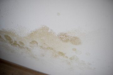 strong mildew in large stains is located on white interior wall in apartment