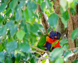 rainbow lorikeet