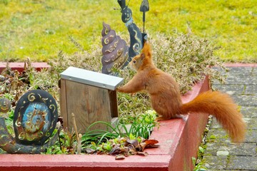 Eichhörnchen
