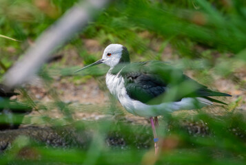 pied stilt