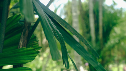 trees in the morning