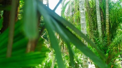 green grass and sunlight