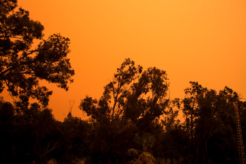 Fototapeta na wymiar Eucalyptus forest covered by dust in the morning