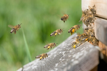 Heimkehr in den Bienenstock