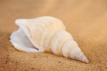Fototapeta na wymiar Long beige twisted shell on the sand