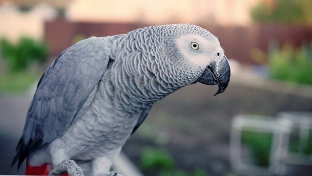gray parrot sitting and looking at camera
