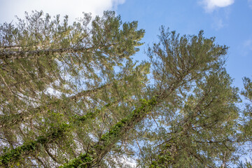 Rochestown's countryside