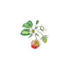 Strawberries  with flowers, bud and leaves. Red ripe and green natural berries. Seasonal garden plant. Watercolor hand painted isolated element on white background.