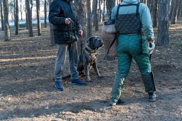 Male trainer in special protective clothing walks in front of the dog and its owner. Dog breed Cane...