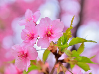 Close up kawazu cherry blossoms