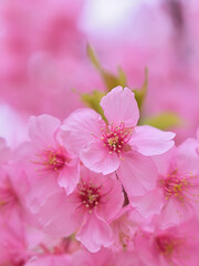 Close up kawazu cherry blossoms