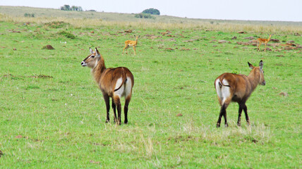 Fototapeta na wymiar A female water goat or Redung antelope grazes in the middle of a grassy plain in Kenya.