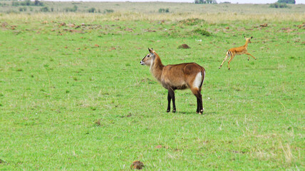 A female water goat or Redung antelope grazes in the middle of a grassy plain in Kenya.