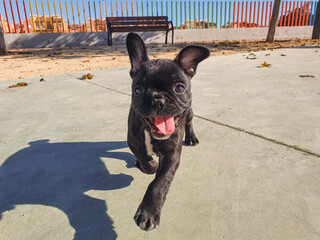 Cachorro de bulldog francés negro y su expresiones