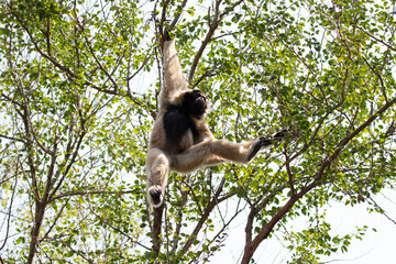 Close up Pileated gibbon (Hylobates pileatus)