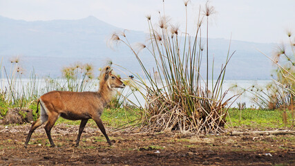 A female water goat or Redung antelope grazes in the middle of a grassy plain in Kenya.
