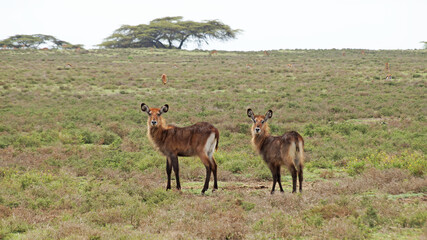 Naklejka na ściany i meble A herd of water goat antelopes graze on the grassy meadows of the Kenyan savannah in the national park. Antelopes near the lake 