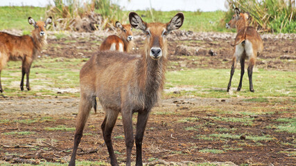 Naklejka na ściany i meble A female water goat or Redung antelope grazes in the middle of a grassy plain in Kenya.