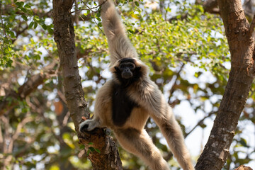 Close up Pileated gibbon (Hylobates pileatus)