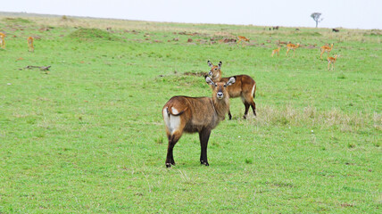 Naklejka na ściany i meble A herd of water goat antelopes graze on the grassy meadows of the Kenyan savannah in the national park. Antelopes near the lake 