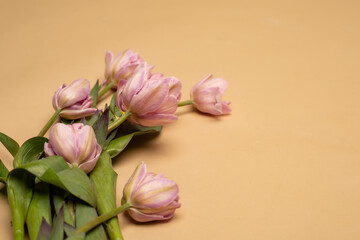 a cute bouquet of pink tulips on a beige background