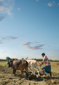 indian Farmer ploughing field