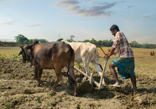 indian Farmer ploughing field