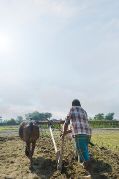 Farmer ploughing field