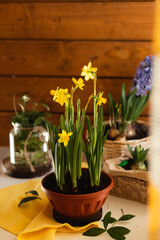 Beautiful spring baskets of flowering plants such as purple hyacinths, yellow daffodils. Horizontal. Daylight. Close-up.