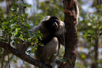 Close up Pileated gibbon