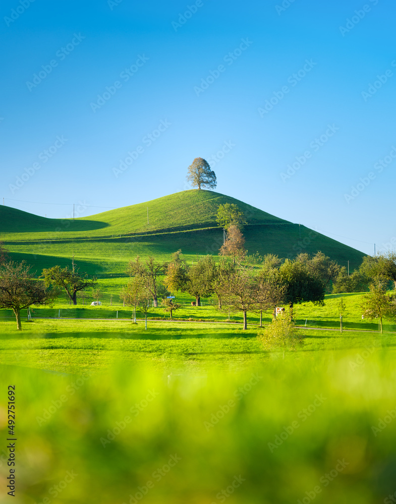 Poster tree on top of the hill. landscape before sunset. fields and pastures for animals. agricultural land