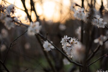 さくらんぼの花