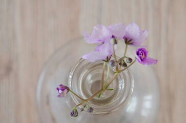 violet flowers in a vase. background