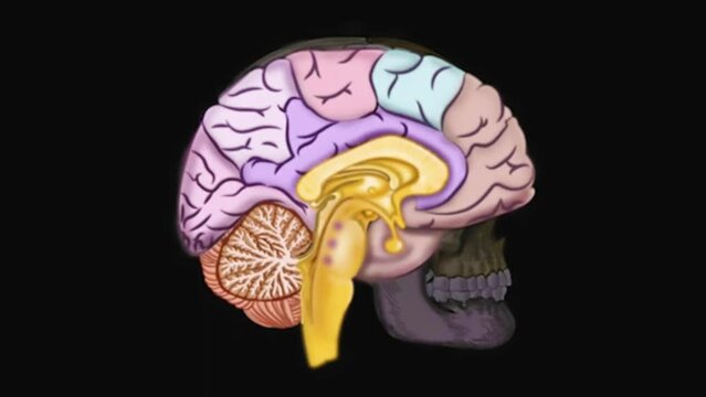 Functions and anatomy of right brain, Brain animation, deep learning, science and medical education, Adobe stock UHD, 4K