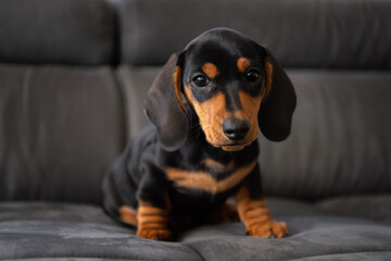 Cute small sausage dog 10 weeks old on the sofa indoor