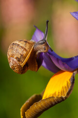 Garden snail hanging on purple iris flower