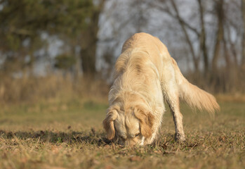 Naklejka na ściany i meble labradog retriever dog is digging a hole in a meadow.