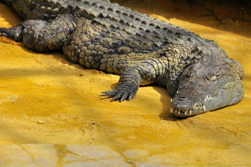 Crocodile